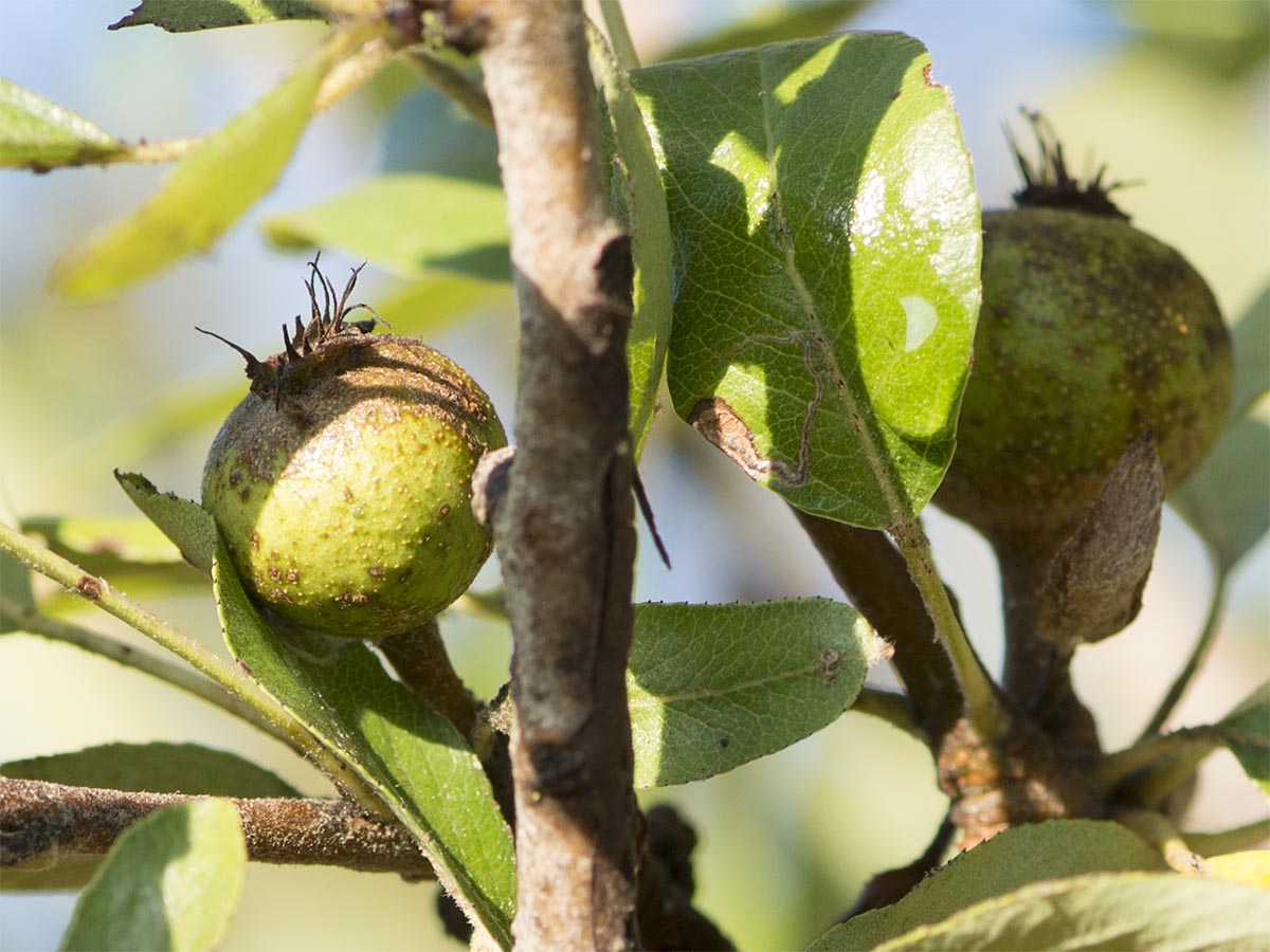 Frucht
